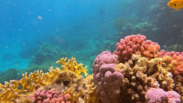 Underwater Panorama in a Shallow Coral Reef with Tropical Fish Life