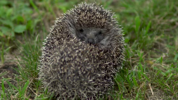 A Wild Hedgehog Curled Into a Ball. Hedgehog in the Nature