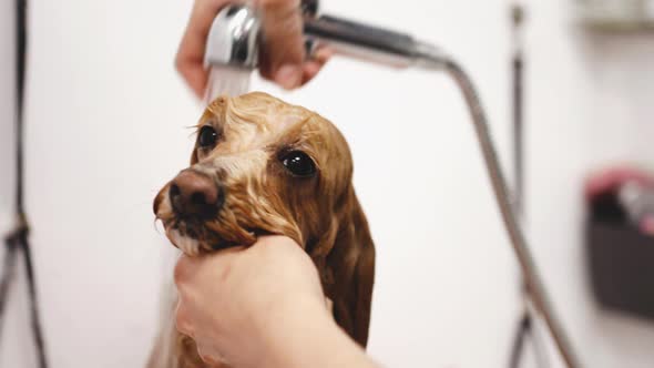 The Dog Takes a Shower