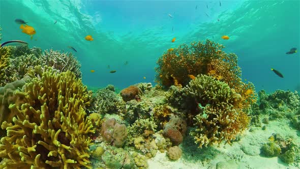 Coral Reef Tropical Fish