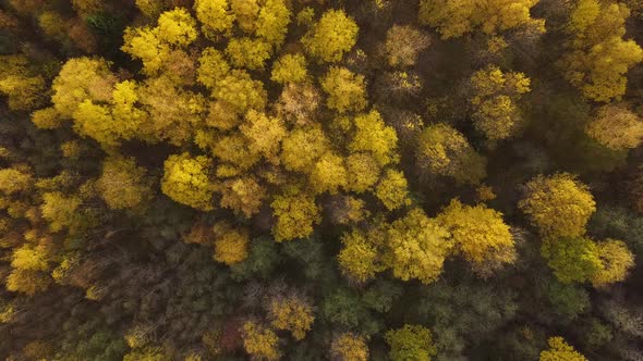 Landing Into Autumn Forest