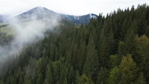 Ukraine, Carpathian Mountains: Beautiful Mountain Forest Landscape. Aerial