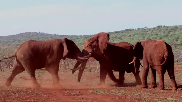 A small group of elephants, Loxodonta africana wrestle? for dominance at a small waterhole during wi