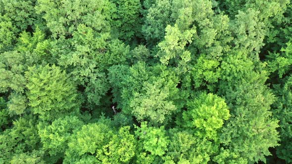 Tops of green trees outdoors in summer day