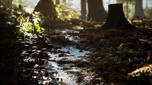 Small Creek Runs Through a Wide Valley Full of Fallen Leaves