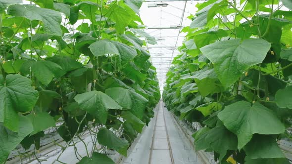 Greenhouse with Fresh Ripe Cucumber