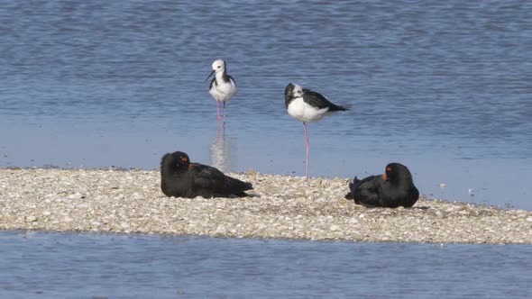 Two Pied Stilt Standing and Variable Oystercatcher Birds Resting