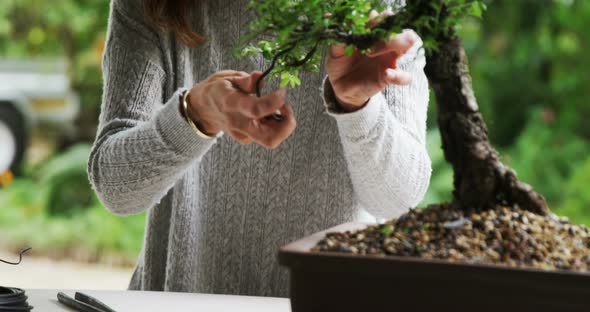 Woman checking bonzai plant 