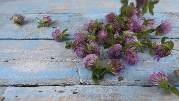 Fresh flowers of clover drops on vintage light blue wooden tabletop. Slow motion.