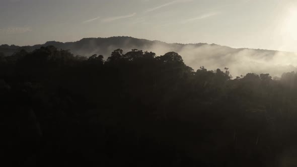 Flying over a stunning tropical forest canopy covered in a thin layer of fog