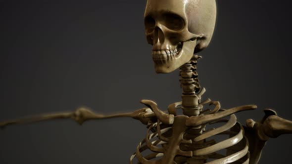 Bones of the Human Skeleton alt