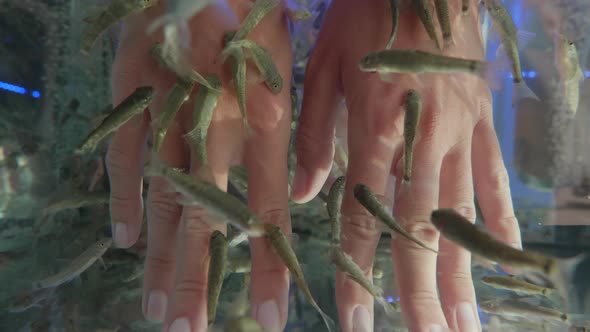 Woman Puts Her Hands in Aquarium with Red Garra or Garra Rufa Fishes Also Known As Doctor Fish or