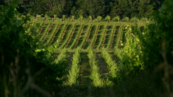 Sunset landscape bordeaux wineyard france, europe Nature, Aquitaine