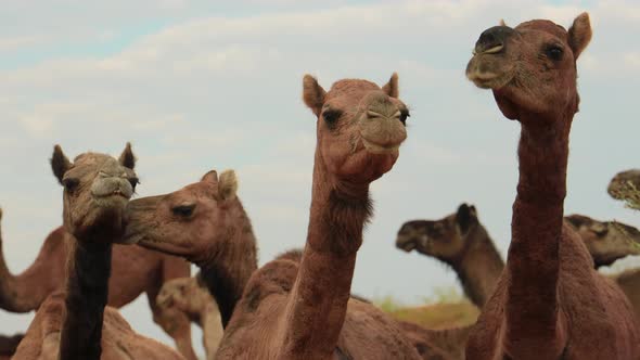 Camels at the Pushkar Fair Also Called the Pushkar Camel Fair or Locally As Kartik Mela