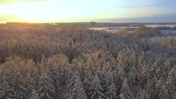 Winter forest nature snow-covered winter trees landscape. aerial photography .