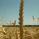 Wheat Field Ears of Wheat Swaying From the Gentle Wind - VideoHive Item for Sale