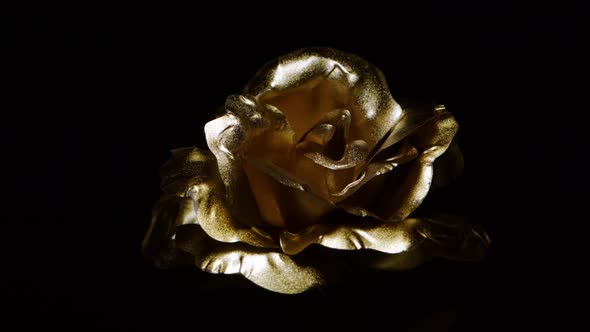 Golden rose