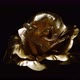 Golden rose - VideoHive Item for Sale