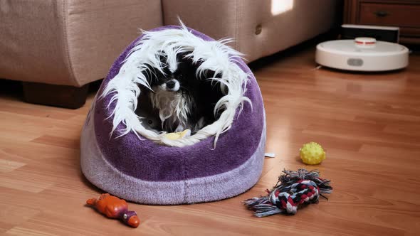 Small Wet Chihuahua Dog Shivers in His Doghouse After a Bath