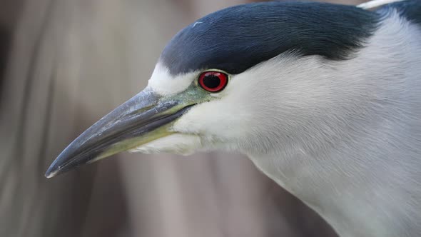 Black-crowned night heron standing very still, close-up shot of head