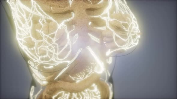 Blood Vessels of Human Body alt