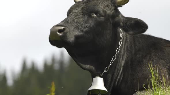 Cows, Funny Cow Chews. The Animal Is Looking at the Camera, Closeup. 