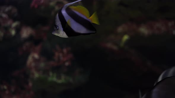 Close Up of Striped Fish Swim in Ocean