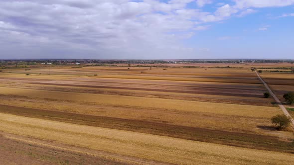 Beautiful agricultural video during a beautiful sunny day. Yellow corn fields on a sunny day with bl