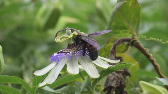 Close up of a bumblebee flying over a blue crown passion flower to collect nectar. Slow motion.