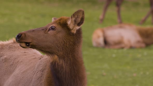 A herd of wild elks grazing on grass