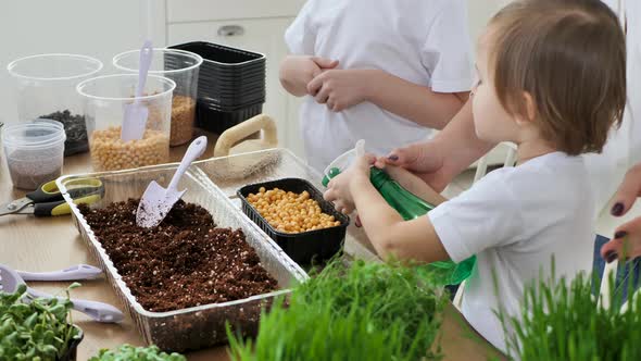 Small Children Help Their Mother in the Kitchen to Plant Microgreen Water and Fill It