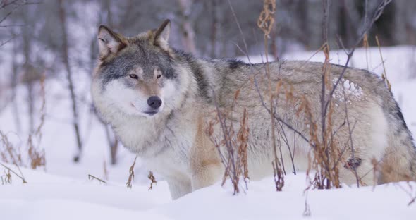 Close-up of a Lone Wolf Patrolling Pack Territory