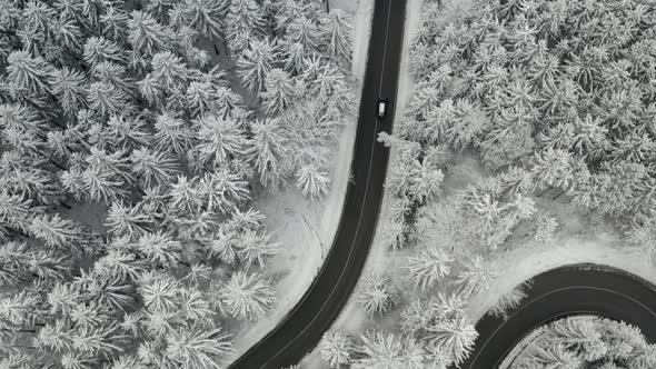 Top View of a Car Moving on the Curvy Road in Frozen Forest with High Pine or Spruce Trees Covered