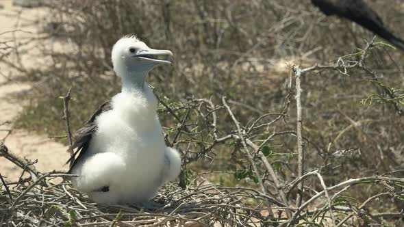 baby magnificent frigatebird in the galalagos islands