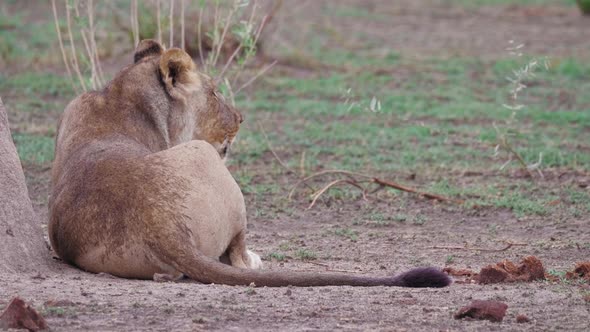 A lion laying  by a tree and calling out, back view - close up