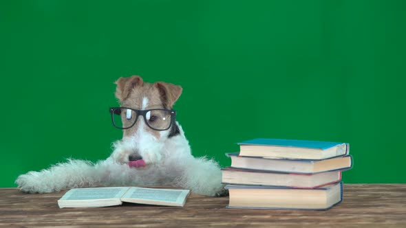 Fox Terrier with Glasses Reading Books Green Screen