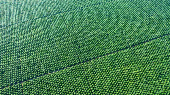 Drones fly over palm oil trees planted on large commercial farms