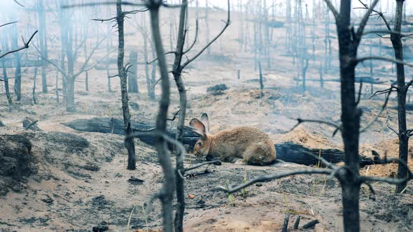 A Rabbit is Eating Grass in the Forest Fire Zone