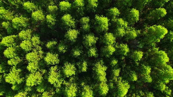 4K aerial top view from a drone, eucalyptus Green Forest