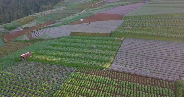 Beautiful terraced vegetable plantation on the slope of Sumbing Mountain with farmer working on it i