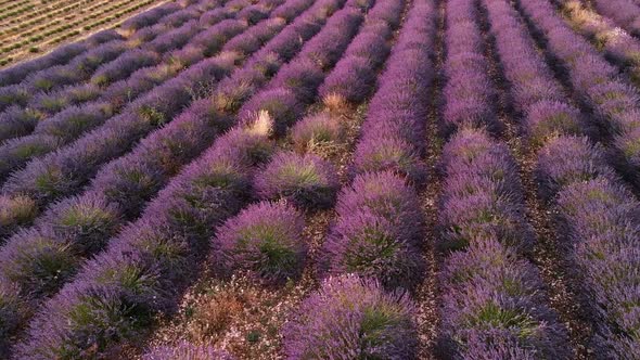 Drone View Over Valensole Provence, France