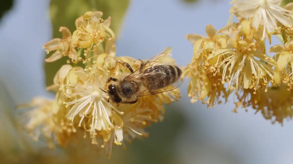 Bee Collecting Pollen From a Flower of the Tree