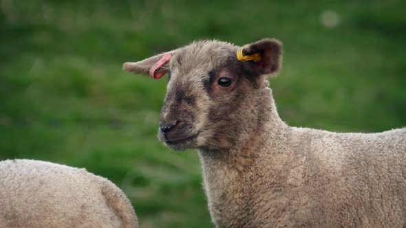 Small Lamb Looking Around In Field