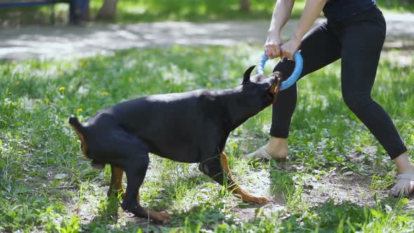 Doberman Catching Hold of Blue Circle Toy in Park Close Up