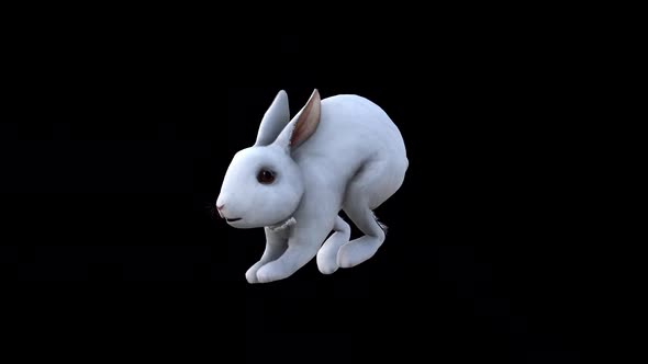 White Rabbit Jump View From Front Side