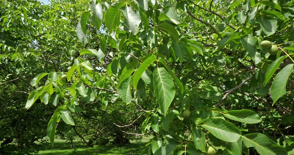 Common walnut trees, Dordogne, France