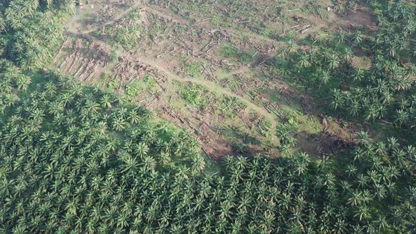 Aerial view clear land for plantation at Malaysia