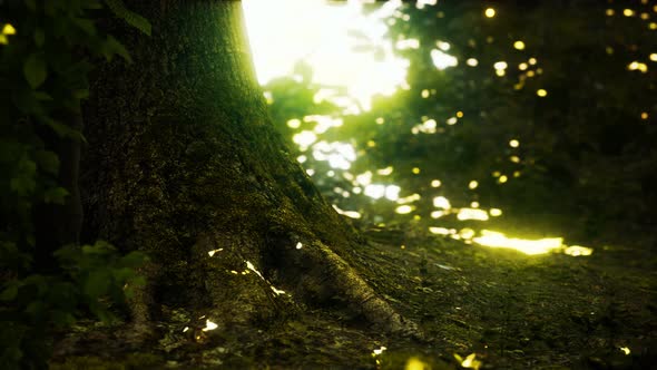 Fantasy Firefly Lights in the Magical Forest