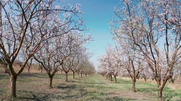 Through Alley of Blooming Almond Trees Withpink Flowers at Strong Wind During Springtime in Moldova