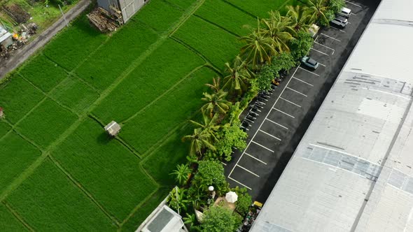 parking lot next to a tropical green rice field with coconut trees in Berawa Bali, aerial top down